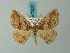  ( - BC ZSM Lep 73250)  @11 [ ] CreativeCommons - Attribution Non-Commercial Share-Alike (2015) Axel Hausmann/Bavarian State Collection of Zoology (ZSM) SNSB, Zoologische Staatssammlung Muenchen