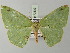  ( - BC ZSM Lep 73639)  @11 [ ] CreativeCommons - Attribution Non-Commercial Share-Alike (2015) Axel Hausmann/Bavarian State Collection of Zoology (ZSM) SNSB, Zoologische Staatssammlung Muenchen