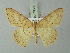  (Luxiaria tephrosaria - BC ZSM Lep 73650)  @14 [ ] CreativeCommons - Attribution Non-Commercial Share-Alike (2015) Axel Hausmann/Bavarian State Collection of Zoology (ZSM) SNSB, Zoologische Staatssammlung Muenchen