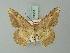  (Luxiaria taprobana - BC ZSM Lep 73651)  @11 [ ] CreativeCommons - Attribution Non-Commercial Share-Alike (2015) Axel Hausmann/Bavarian State Collection of Zoology (ZSM) SNSB, Zoologische Staatssammlung Muenchen