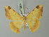  (Luxiaria phyllosaria - BC ZSM Lep 73652)  @14 [ ] CreativeCommons - Attribution Non-Commercial Share-Alike (2015) Axel Hausmann/Bavarian State Collection of Zoology (ZSM) SNSB, Zoologische Staatssammlung Muenchen