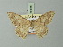  (Luxiaria turlini - BC ZSM Lep 73653)  @11 [ ] CreativeCommons - Attribution Non-Commercial Share-Alike (2015) Axel Hausmann/Bavarian State Collection of Zoology (ZSM) SNSB, Zoologische Staatssammlung Muenchen
