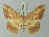  (Luxiaria fasciosa - BC ZSM Lep 73654)  @11 [ ] CreativeCommons - Attribution Non-Commercial Share-Alike (2015) Axel Hausmann/Bavarian State Collection of Zoology (ZSM) SNSB, Zoologische Staatssammlung Muenchen