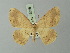  ( - BC ZSM Lep 73655)  @11 [ ] CreativeCommons - Attribution Non-Commercial Share-Alike (2015) Axel Hausmann/Bavarian State Collection of Zoology (ZSM) SNSB, Zoologische Staatssammlung Muenchen