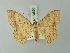  (Luxiaria epinephela - BC ZSM Lep 73656)  @11 [ ] CreativeCommons - Attribution Non-Commercial Share-Alike (2015) Axel Hausmann/Bavarian State Collection of Zoology (ZSM) SNSB, Zoologische Staatssammlung Muenchen