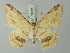  ( - BC ZSM Lep 73658)  @11 [ ] CreativeCommons - Attribution Non-Commercial Share-Alike (2015) Axel Hausmann/Bavarian State Collection of Zoology (ZSM) SNSB, Zoologische Staatssammlung Muenchen