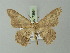 (Luxiaria fictaria - BC ZSM Lep 73664)  @13 [ ] CreativeCommons - Attribution Non-Commercial Share-Alike (2015) Axel Hausmann/Bavarian State Collection of Zoology (ZSM) SNSB, Zoologische Staatssammlung Muenchen