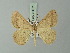 ( - BC ZSM Lep 73671)  @14 [ ] CreativeCommons - Attribution Non-Commercial Share-Alike (2015) Axel Hausmann/Bavarian State Collection of Zoology (ZSM) SNSB, Zoologische Staatssammlung Muenchen