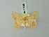  ( - BC ZSM Lep 73698)  @11 [ ] CreativeCommons - Attribution Non-Commercial Share-Alike (2015) Axel Hausmann/Bavarian State Collection of Zoology (ZSM) SNSB, Zoologische Staatssammlung Muenchen