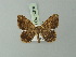  ( - BC ZSM Lep 73708)  @11 [ ] CreativeCommons - Attribution Non-Commercial Share-Alike (2015) Axel Hausmann/Bavarian State Collection of Zoology (ZSM) SNSB, Zoologische Staatssammlung Muenchen