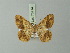  ( - BC ZSM Lep 73714)  @11 [ ] CreativeCommons - Attribution Non-Commercial Share-Alike (2015) Axel Hausmann/Bavarian State Collection of Zoology (ZSM) SNSB, Zoologische Staatssammlung Muenchen