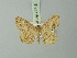  ( - BC ZSM Lep 73715)  @14 [ ] CreativeCommons - Attribution Non-Commercial Share-Alike (2015) Axel Hausmann/Bavarian State Collection of Zoology (ZSM) SNSB, Zoologische Staatssammlung Muenchen