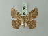  ( - BC ZSM Lep 73717)  @11 [ ] CreativeCommons - Attribution Non-Commercial Share-Alike (2015) Axel Hausmann/Bavarian State Collection of Zoology (ZSM) SNSB, Zoologische Staatssammlung Muenchen