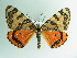  ( - BC ZSM Lep 86174)  @12 [ ] CreativeCommons - Attribution Non-Commercial Share-Alike (2015) Axel Hausmann/Bavarian State Collection of Zoology (ZSM) SNSB, Zoologische Staatssammlung Muenchen