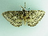  ( - BC ZSM Lep 86209)  @13 [ ] CreativeCommons - Attribution Non-Commercial Share-Alike (2015) Axel Hausmann/Bavarian State Collection of Zoology (ZSM) SNSB, Zoologische Staatssammlung Muenchen