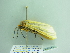  (Diacrisia lutescens - BC ZSM Lep 86219)  @12 [ ] CreativeCommons - Attribution Non-Commercial Share-Alike (2015) Axel Hausmann/Bavarian State Collection of Zoology (ZSM) SNSB, Zoologische Staatssammlung Muenchen