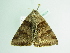  ( - BC ZSM Lep 86224)  @13 [ ] CreativeCommons - Attribution Non-Commercial Share-Alike (2015) Axel Hausmann/Bavarian State Collection of Zoology (ZSM) SNSB, Zoologische Staatssammlung Muenchen