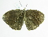  (Bicyclus - BC ZSM Lep 86228)  @15 [ ] CreativeCommons - Attribution Non-Commercial Share-Alike (2015) Axel Hausmann/Bavarian State Collection of Zoology (ZSM) SNSB, Zoologische Staatssammlung Muenchen