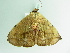  ( - BC ZSM Lep 86235)  @13 [ ] CreativeCommons - Attribution Non-Commercial Share-Alike (2015) Axel Hausmann/Bavarian State Collection of Zoology (ZSM) SNSB, Zoologische Staatssammlung Muenchen
