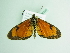  ( - BC ZSM Lep 86240)  @14 [ ] CreativeCommons - Attribution Non-Commercial Share-Alike (2015) Axel Hausmann/Bavarian State Collection of Zoology (ZSM) SNSB, Zoologische Staatssammlung Muenchen
