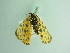  ( - BC ZSM Lep 86242)  @13 [ ] CreativeCommons - Attribution Non-Commercial Share-Alike (2015) Axel Hausmann/Bavarian State Collection of Zoology (ZSM) SNSB, Zoologische Staatssammlung Muenchen