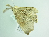  ( - BC ZSM Lep 86250)  @12 [ ] CreativeCommons - Attribution Non-Commercial Share-Alike (2015) Axel Hausmann/Bavarian State Collection of Zoology (ZSM) SNSB, Zoologische Staatssammlung Muenchen