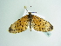  ( - BC ZSM Lep 86268)  @13 [ ] CreativeCommons - Attribution Non-Commercial Share-Alike (2015) Axel Hausmann/Bavarian State Collection of Zoology (ZSM) SNSB, Zoologische Staatssammlung Muenchen