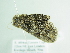  ( - BC ZSM Lep 86272)  @12 [ ] CreativeCommons - Attribution Non-Commercial Share-Alike (2015) Axel Hausmann/Bavarian State Collection of Zoology (ZSM) SNSB, Zoologische Staatssammlung Muenchen