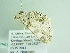  ( - BC ZSM Lep 86281)  @12 [ ] CreativeCommons - Attribution Non-Commercial Share-Alike (2015) Axel Hausmann/Bavarian State Collection of Zoology (ZSM) SNSB, Zoologische Staatssammlung Muenchen