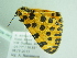  ( - BC ZSM Lep 86285)  @13 [ ] CreativeCommons - Attribution Non-Commercial Share-Alike (2015) Axel Hausmann/Bavarian State Collection of Zoology (ZSM) SNSB, Zoologische Staatssammlung Muenchen
