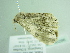  ( - BC ZSM Lep 86286)  @12 [ ] CreativeCommons - Attribution Non-Commercial Share-Alike (2015) Axel Hausmann/Bavarian State Collection of Zoology (ZSM) SNSB, Zoologische Staatssammlung Muenchen