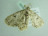  ( - BC ZSM Lep 86288)  @12 [ ] CreativeCommons - Attribution Non-Commercial Share-Alike (2015) Axel Hausmann/Bavarian State Collection of Zoology (ZSM) SNSB, Zoologische Staatssammlung Muenchen