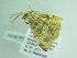 ( - BC ZSM Lep 86290)  @12 [ ] CreativeCommons - Attribution Non-Commercial Share-Alike (2015) Axel Hausmann/Bavarian State Collection of Zoology (ZSM) SNSB, Zoologische Staatssammlung Muenchen