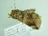  ( - BC ZSM Lep 86292)  @12 [ ] CreativeCommons - Attribution Non-Commercial Share-Alike (2015) Axel Hausmann/Bavarian State Collection of Zoology (ZSM) SNSB, Zoologische Staatssammlung Muenchen