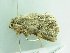  ( - BC ZSM Lep 86302)  @12 [ ] CreativeCommons - Attribution Non-Commercial Share-Alike (2015) Axel Hausmann/Bavarian State Collection of Zoology (ZSM) SNSB, Zoologische Staatssammlung Muenchen