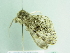  ( - BC ZSM Lep 86305)  @13 [ ] CreativeCommons - Attribution Non-Commercial Share-Alike (2015) Axel Hausmann/Bavarian State Collection of Zoology (ZSM) SNSB, Zoologische Staatssammlung Muenchen