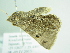  ( - BC ZSM Lep 86338)  @12 [ ] CreativeCommons - Attribution Non-Commercial Share-Alike (2015) Axel Hausmann/Bavarian State Collection of Zoology (ZSM) SNSB, Zoologische Staatssammlung Muenchen