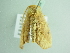  ( - BC ZSM Lep 86354)  @12 [ ] CreativeCommons - Attribution Non-Commercial Share-Alike (2015) Axel Hausmann/Bavarian State Collection of Zoology (ZSM) SNSB, Zoologische Staatssammlung Muenchen