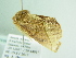  ( - BC ZSM Lep 86355)  @12 [ ] CreativeCommons - Attribution Non-Commercial Share-Alike (2015) Axel Hausmann/Bavarian State Collection of Zoology (ZSM) SNSB, Zoologische Staatssammlung Muenchen