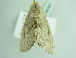  ( - BC ZSM Lep 86361)  @12 [ ] CreativeCommons - Attribution Non-Commercial Share-Alike (2015) Axel Hausmann/Bavarian State Collection of Zoology (ZSM) SNSB, Zoologische Staatssammlung Muenchen