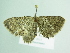 (Horisme BOLD:ACW6736 - BC ZSM Lep 86371)  @14 [ ] CreativeCommons - Attribution Non-Commercial Share-Alike (2015) Axel Hausmann/Bavarian State Collection of Zoology (ZSM) SNSB, Zoologische Staatssammlung Muenchen