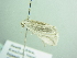  ( - BC ZSM Lep 86374)  @12 [ ] CreativeCommons - Attribution Non-Commercial Share-Alike (2015) Axel Hausmann/Bavarian State Collection of Zoology (ZSM) SNSB, Zoologische Staatssammlung Muenchen