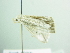  ( - BC ZSM Lep 86375)  @12 [ ] CreativeCommons - Attribution Non-Commercial Share-Alike (2015) Axel Hausmann/Bavarian State Collection of Zoology (ZSM) SNSB, Zoologische Staatssammlung Muenchen