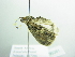  ( - BC ZSM Lep 86381)  @12 [ ] CreativeCommons - Attribution Non-Commercial Share-Alike (2015) Axel Hausmann/Bavarian State Collection of Zoology (ZSM) SNSB, Zoologische Staatssammlung Muenchen