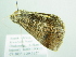  ( - BC ZSM Lep 86454)  @12 [ ] CreativeCommons - Attribution Non-Commercial Share-Alike (2015) Axel Hausmann/Bavarian State Collection of Zoology (ZSM) SNSB, Zoologische Staatssammlung Muenchen