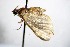  ( - BC ZSM Lep 88141)  @12 [ ] CreativeCommons - Attribution Non-Commercial Share-Alike (2015) Axel Hausmann/Bavarian State Collection of Zoology (ZSM) SNSB, Zoologische Staatssammlung Muenchen