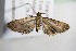  (Eupithecia BOLD:ACW6085 - BC ZSM Lep 88142)  @14 [ ] CreativeCommons - Attribution Non-Commercial Share-Alike (2015) Axel Hausmann/Bavarian State Collection of Zoology (ZSM) SNSB, Zoologische Staatssammlung Muenchen