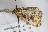  ( - BC ZSM Lep 88172)  @12 [ ] CreativeCommons - Attribution Non-Commercial Share-Alike (2015) Axel Hausmann/Bavarian State Collection of Zoology (ZSM) SNSB, Zoologische Staatssammlung Muenchen