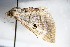  ( - BC ZSM Lep 88235)  @14 [ ] CreativeCommons - Attribution Non-Commercial Share-Alike (2015) Axel Hausmann/Bavarian State Collection of Zoology (ZSM) SNSB, Zoologische Staatssammlung Muenchen