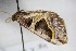  ( - BC ZSM Lep 88237)  @12 [ ] CreativeCommons - Attribution Non-Commercial Share-Alike (2015) Axel Hausmann/Bavarian State Collection of Zoology (ZSM) SNSB, Zoologische Staatssammlung Muenchen